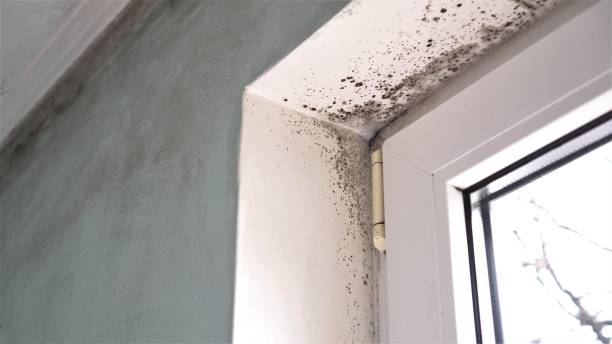 Best Mold Damage Repair  in Castroville, TX