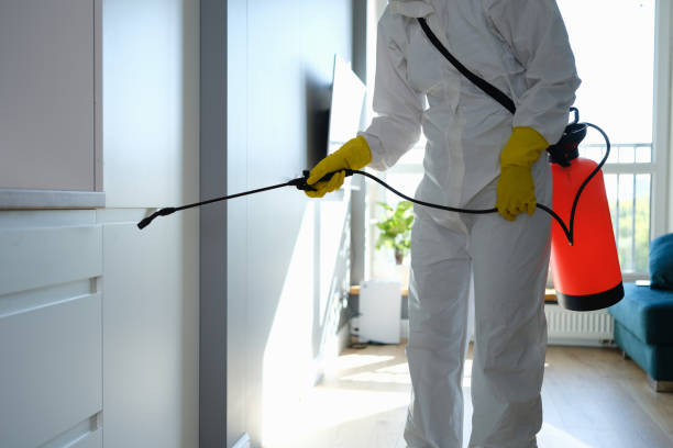 Best Residential Mold Removal  in Castroville, TX