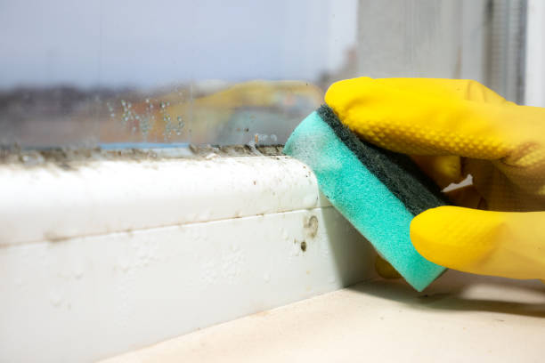 Best Fast Mold Removal  in Castroville, TX