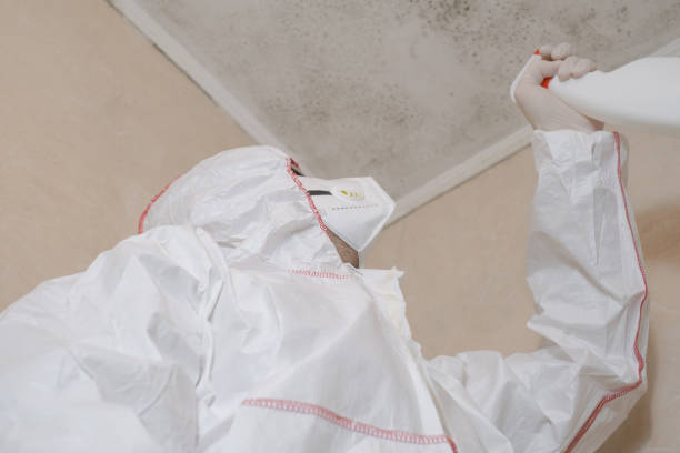 Best Black Mold Removal  in Castroville, TX