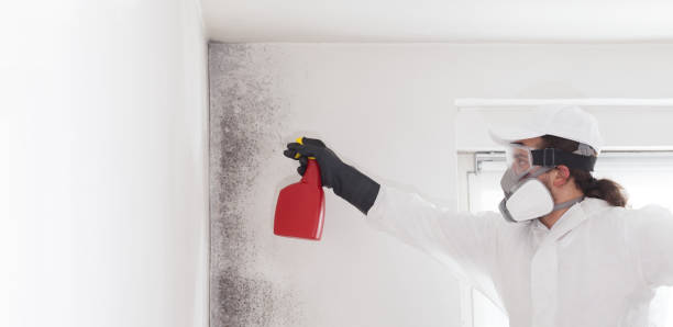 Best Commercial Mold Removal  in Castroville, TX