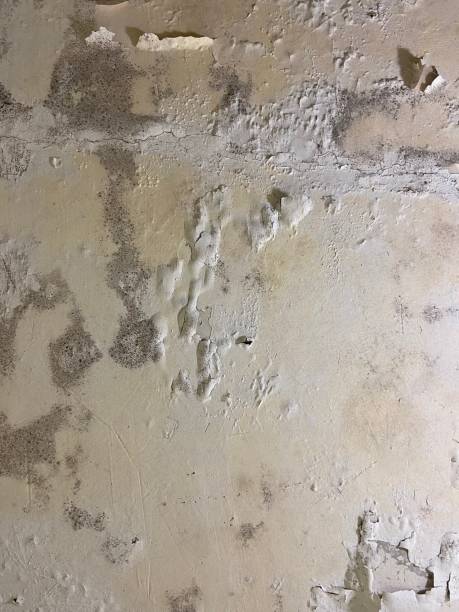 Best Black Mold Removal  in Castroville, TX