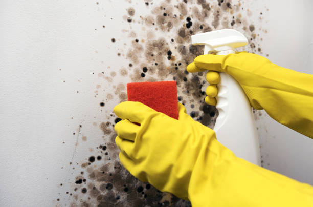 Best Same-Day Mold Removal  in Castroville, TX