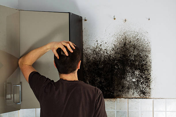 Best Mold Damage Repair  in Castroville, TX