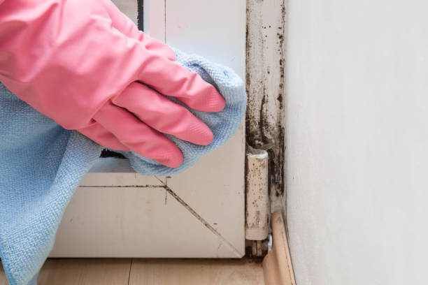 Best Toxic Mold Removal  in Castroville, TX