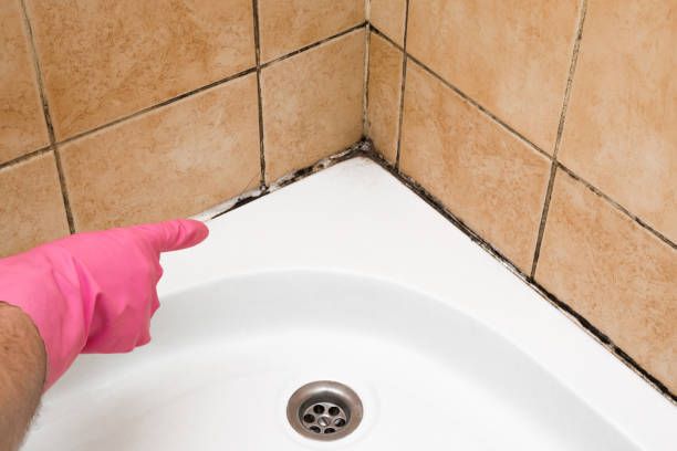 Best Affordable Mold Removal  in Castroville, TX